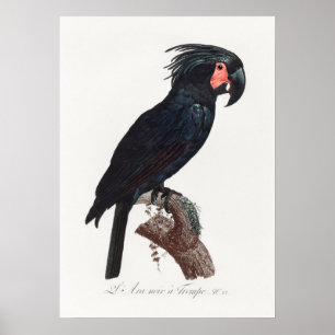 Parrot Poster