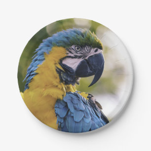 Parrot Profile Portrait Photograph Paper Plate