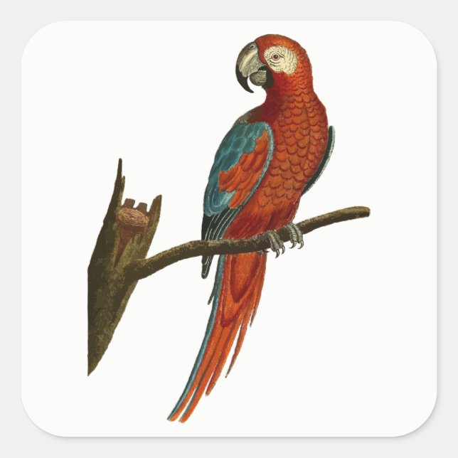 Parrot Square Sticker (Front)