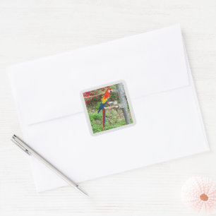 Parrot Sticker