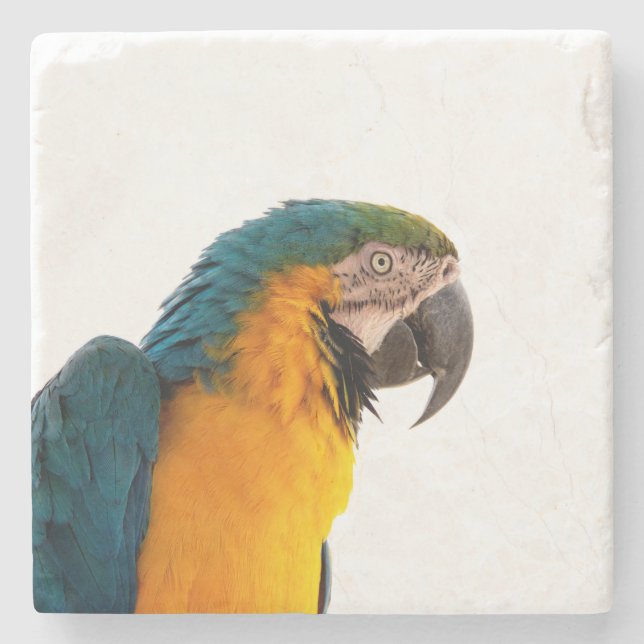 Parrot  stone coaster (Front)