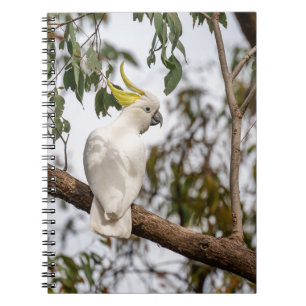 parrot, sulphur-crested cockatoo, bird notebook