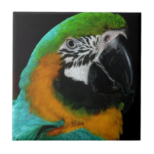 Parrot Tile