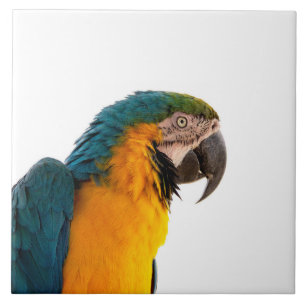 Parrot Tile