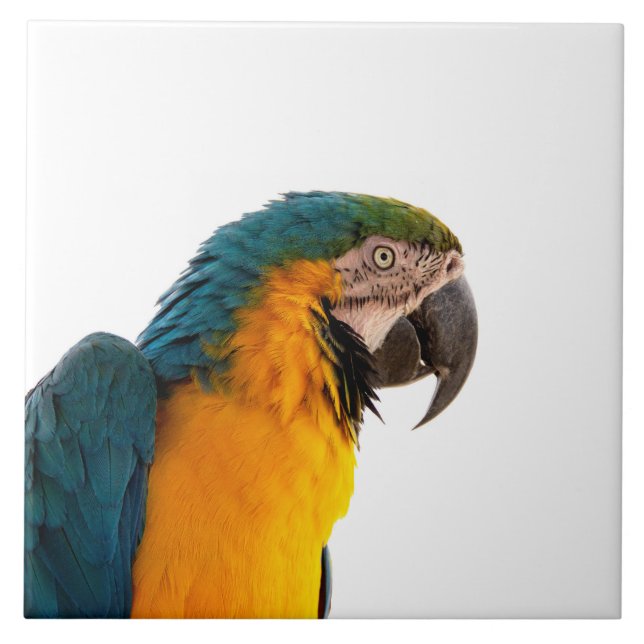 Parrot Tile (Front)
