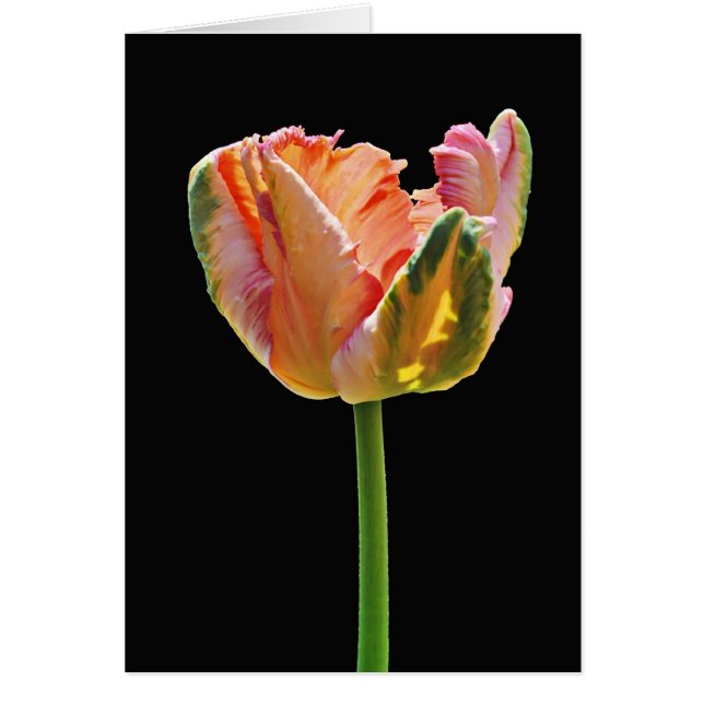 Parrot Tulip (Front)