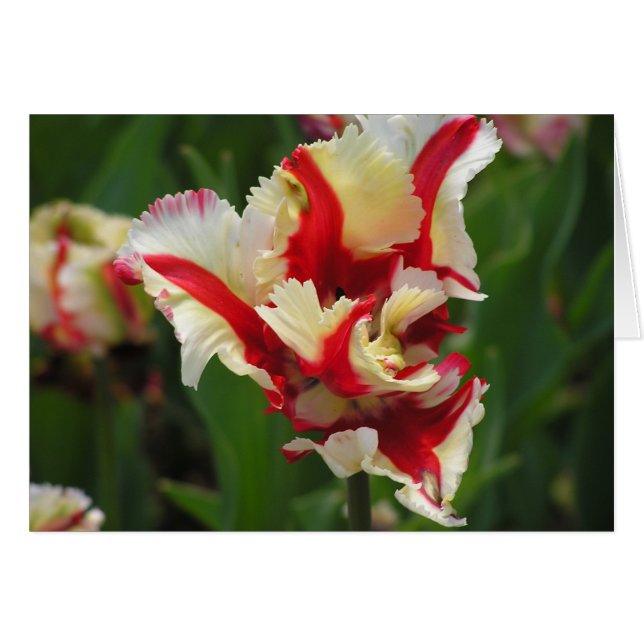 Parrot tulip card (blank) (Front Horizontal)
