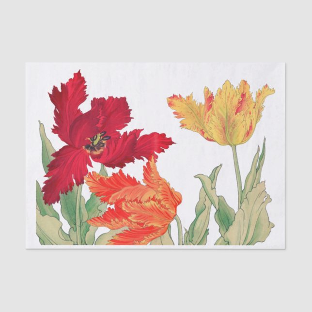 Parrot tulip, Floral Decoupage Tissue Paper (Front)