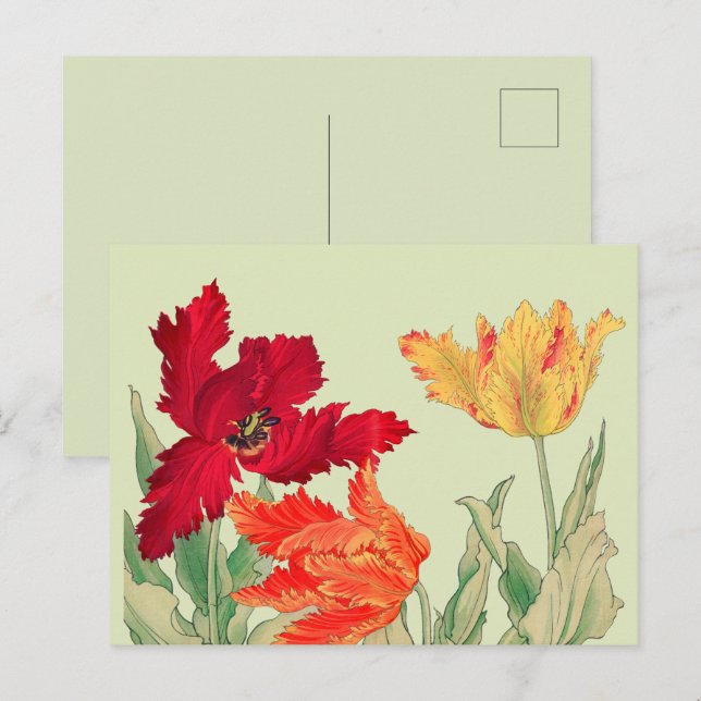 Parrot tulip, Floral Postcard (Front/Back)