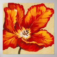 Parrot Tulip I