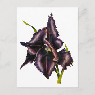 Parrot Tulip Post Card