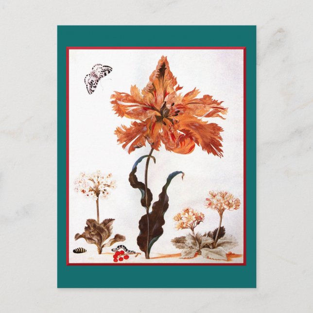Parrot Tulip Postcard (Front)