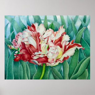 Parrot Tulip Poster