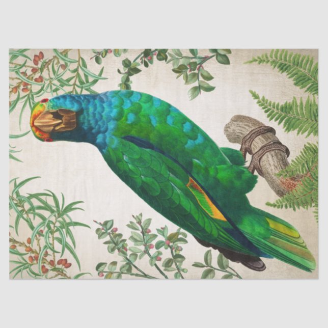 Parrot Vintage Art Tissue Paper (Front)