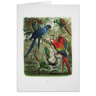 parrot, vintage, print collection, 1848