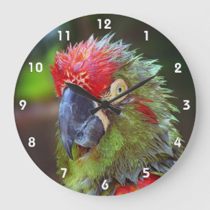 Parrot Wall Clocks