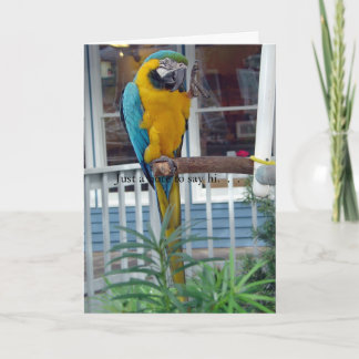 Parrot Waving Hello Card- Just a note to say hi... Card