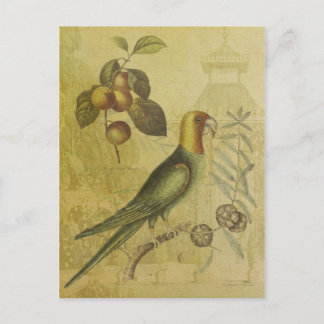 Parrot with Plums Postcard
