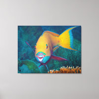 Parrotfish - Striking Make-Up! Colourful photo |