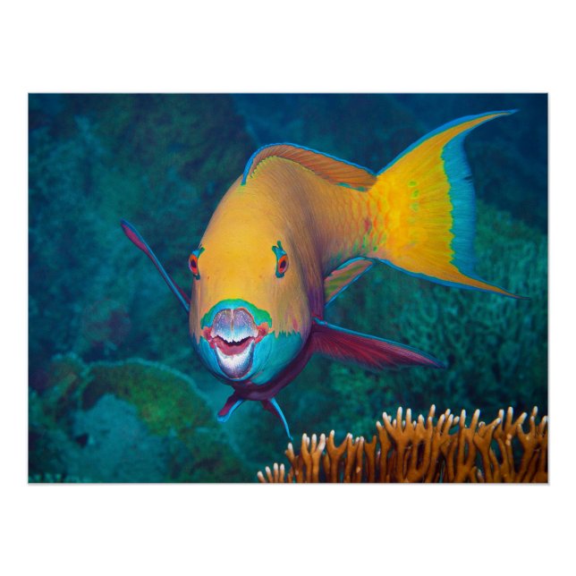 Parrotfish - Striking Make-Up! Colourful photo |  Poster (Front)