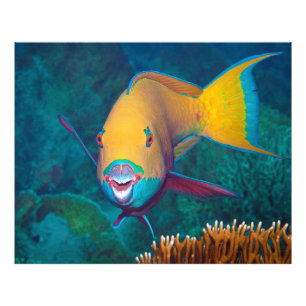 Parrotfish - Striking Make-Up! Colourful photo    Print