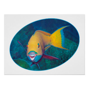 Parrotfish Underwaterphoto - Photographic design   Poster