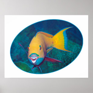 Parrotfish Underwaterphoto - Photographic design Poster