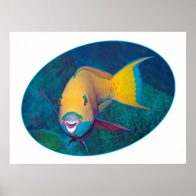 Parrotfish Underwaterphoto - Photographic design | Poster (Front)