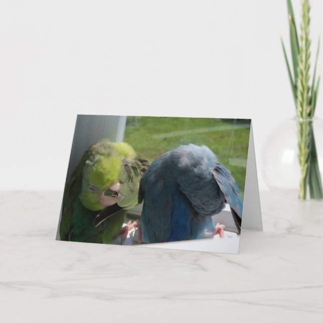 Parrotlet Birds Humourous Greeting Card Photo (Front)