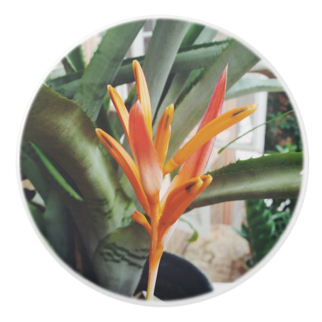 Parrot's Beak Heliconia Perennial Herb Ceramic Knob (Front)