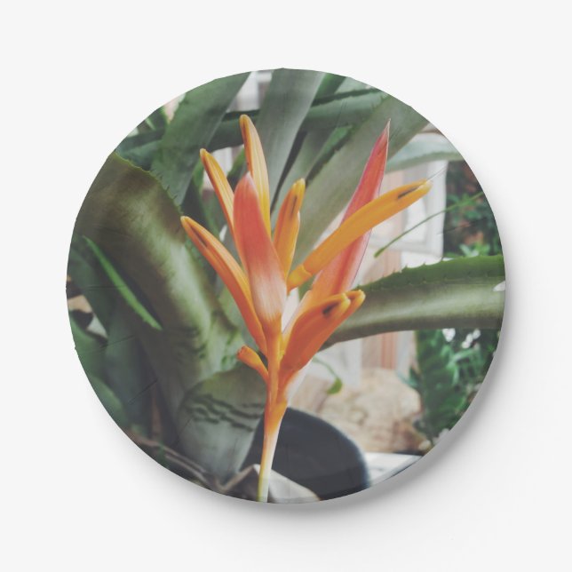 Parrot's Beak Heliconia Perennial Herb Paper Plate (Front)