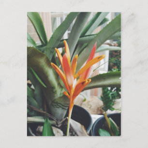 Parrot's Beak Heliconia Perennial Herb Postcard