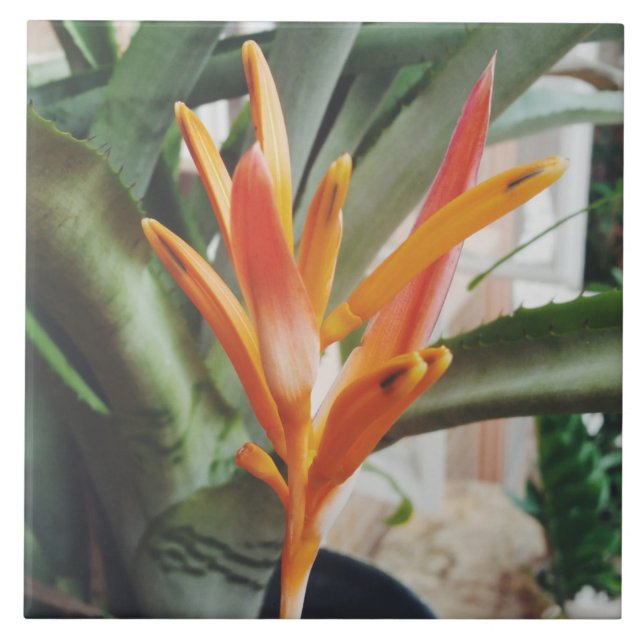 Parrot's Beak Heliconia Perennial Herb Tile (Front)