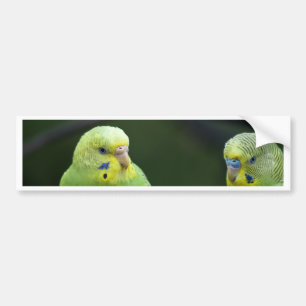 Parrots Bumper Sticker