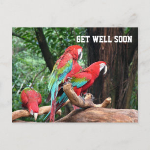parrots get well soon card