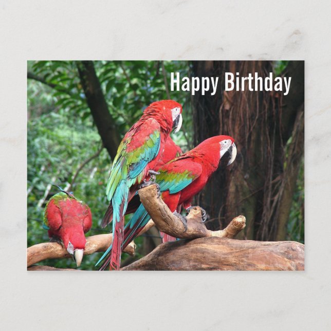 Parrots Happy Birthday card (Front)