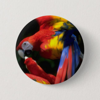 Parrots In Love Button