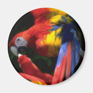 Parrots In Love Magnet