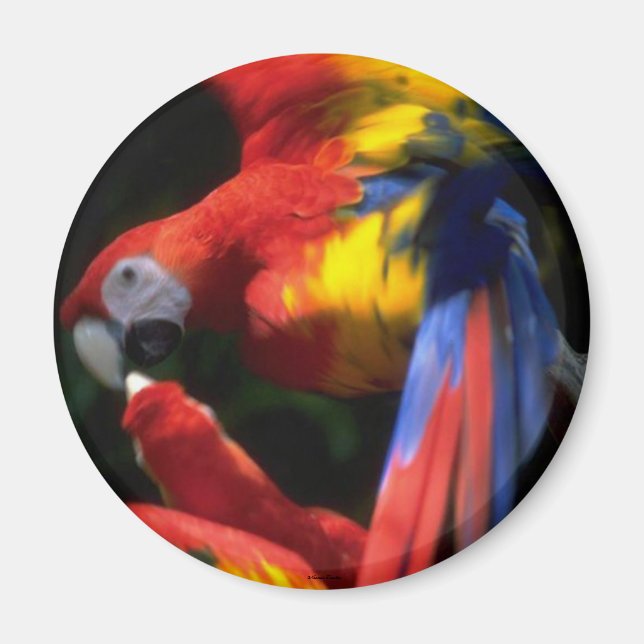 Parrots In Love Magnet (Front)