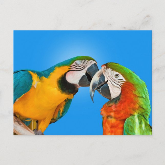 Parrots in Love Postcard (Front)