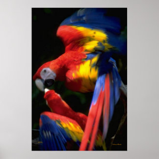 Parrots In Love Poster
