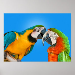 Parrots in Love Print