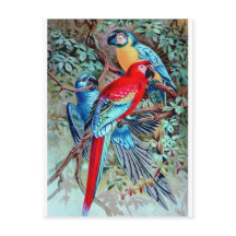 Parrots macaw wild birds colourful painting