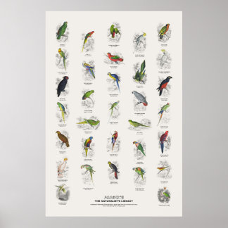Parrots - Naturalist's Library Poster