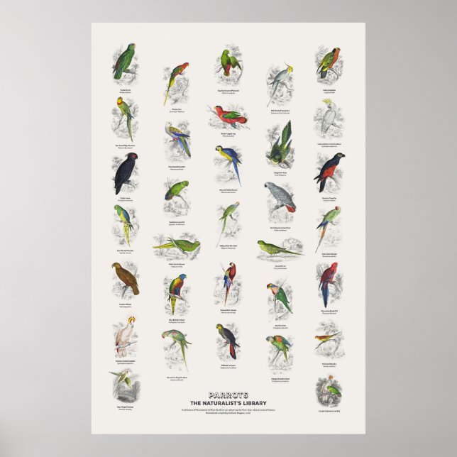 Parrots - Naturalist's Library Poster (Front)