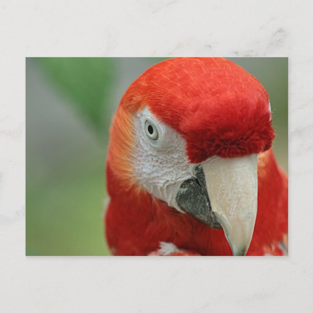 Parrots of the Caribbean Postcard (Front)