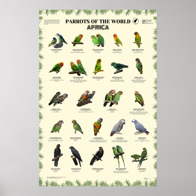 Parrots of the world – Africa Poster (Front)