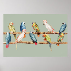 Parrots Poster