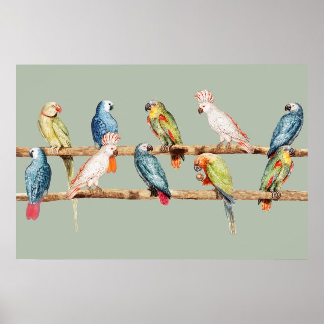 Parrots Poster (Front)