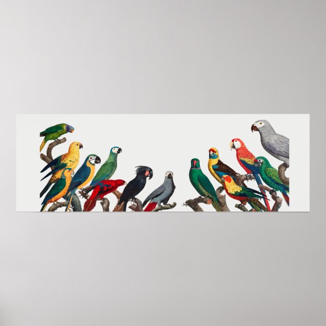 Parrots Poster (Front)